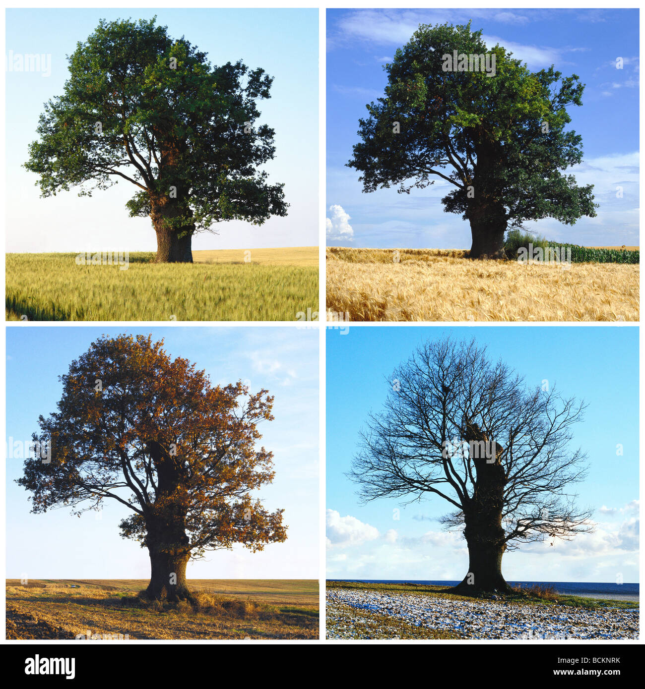 Baum-Sequenz in vier Jahreszeiten Stockfoto