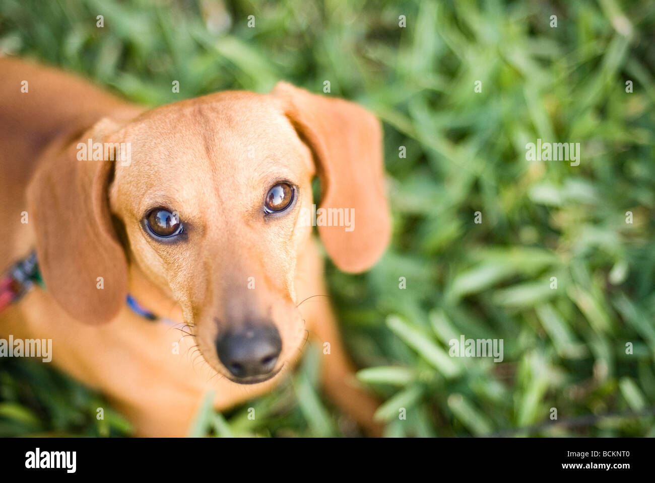 Porträt von Dackel Hund Stockfoto