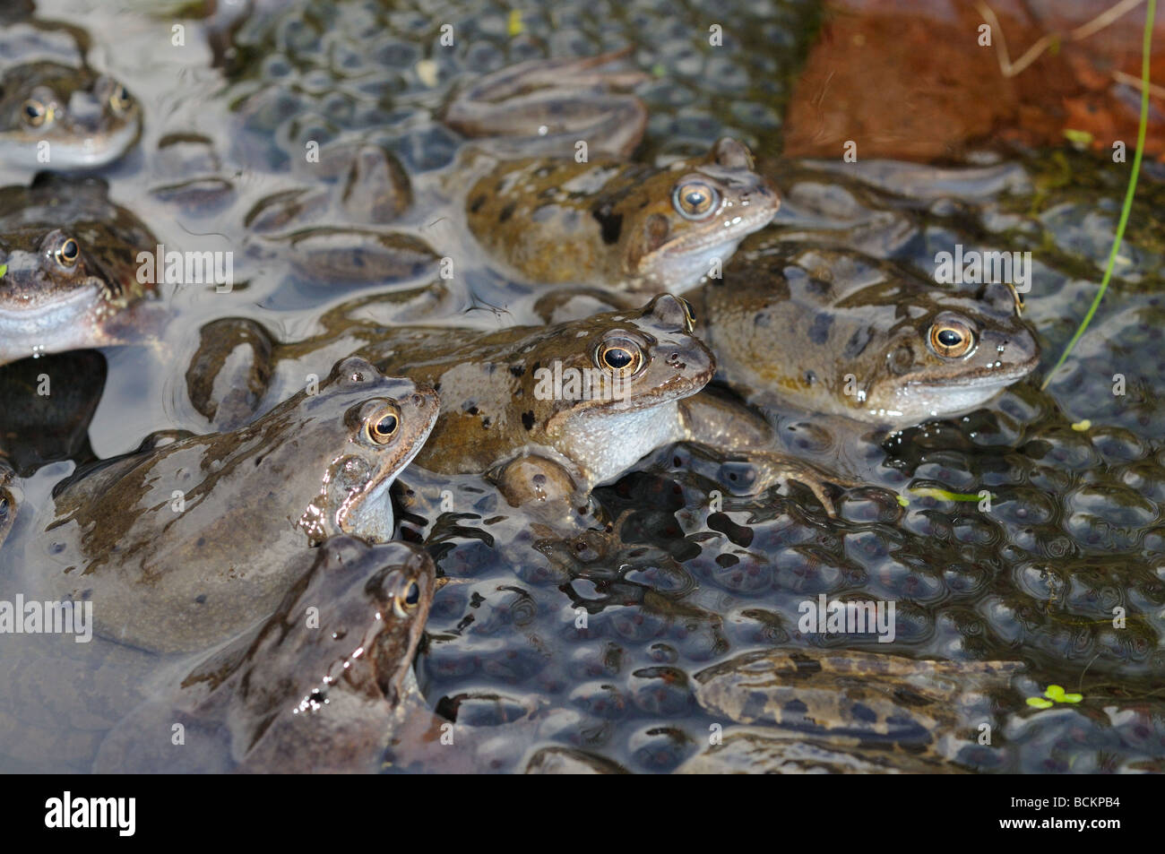 Garten Tierwelt Frösche gemeinsame Frosch Rana Temporaria Erwachsene in Paarung Aktivität im Gartenteich im Frühjahr UK März Stockfoto