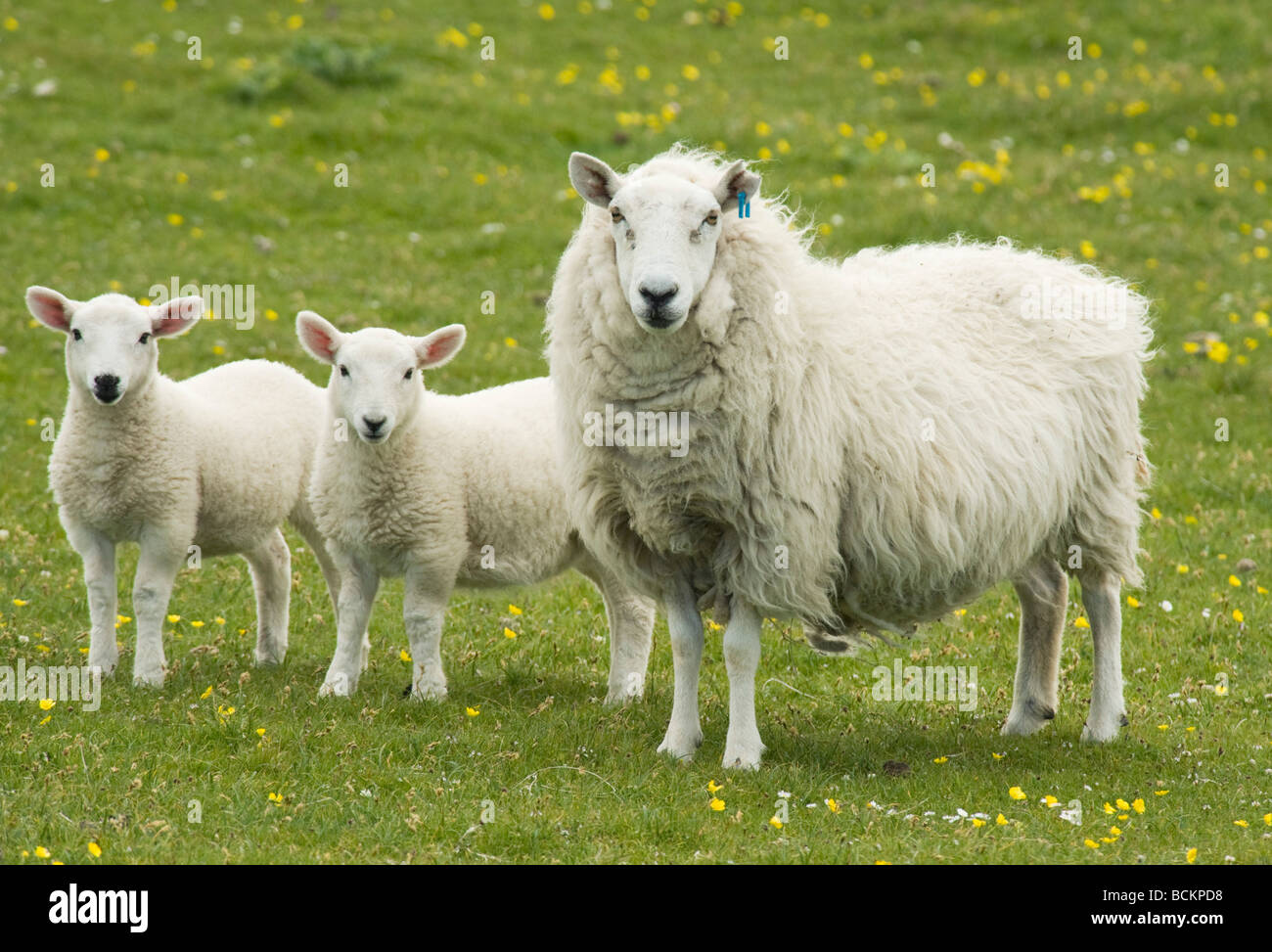 Schaf, Mutterschaf mit Lämmern, Juni, Monach Inseln, äußeren Hebriden, Schottland Stockfoto