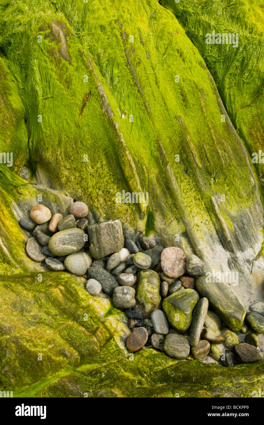 Algen und Felsen bei Ebbe, Monach Inseln, äußeren Hebriden, Schottland Stockfoto