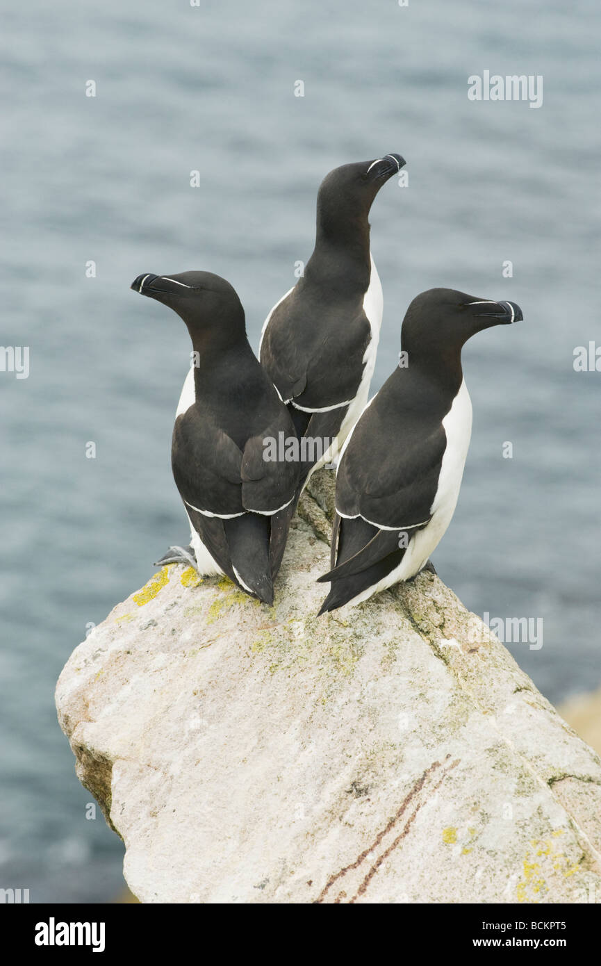 Tordalk (Alca Torda) Great Saltee Islands, County Wexford, Irland Stockfoto