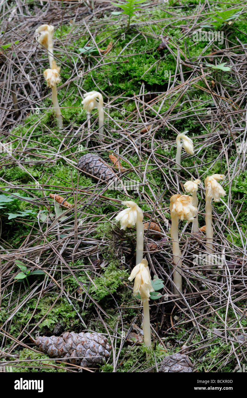gelbe Vögel nisten auf Waldboden Kiefer wächst Stockfoto