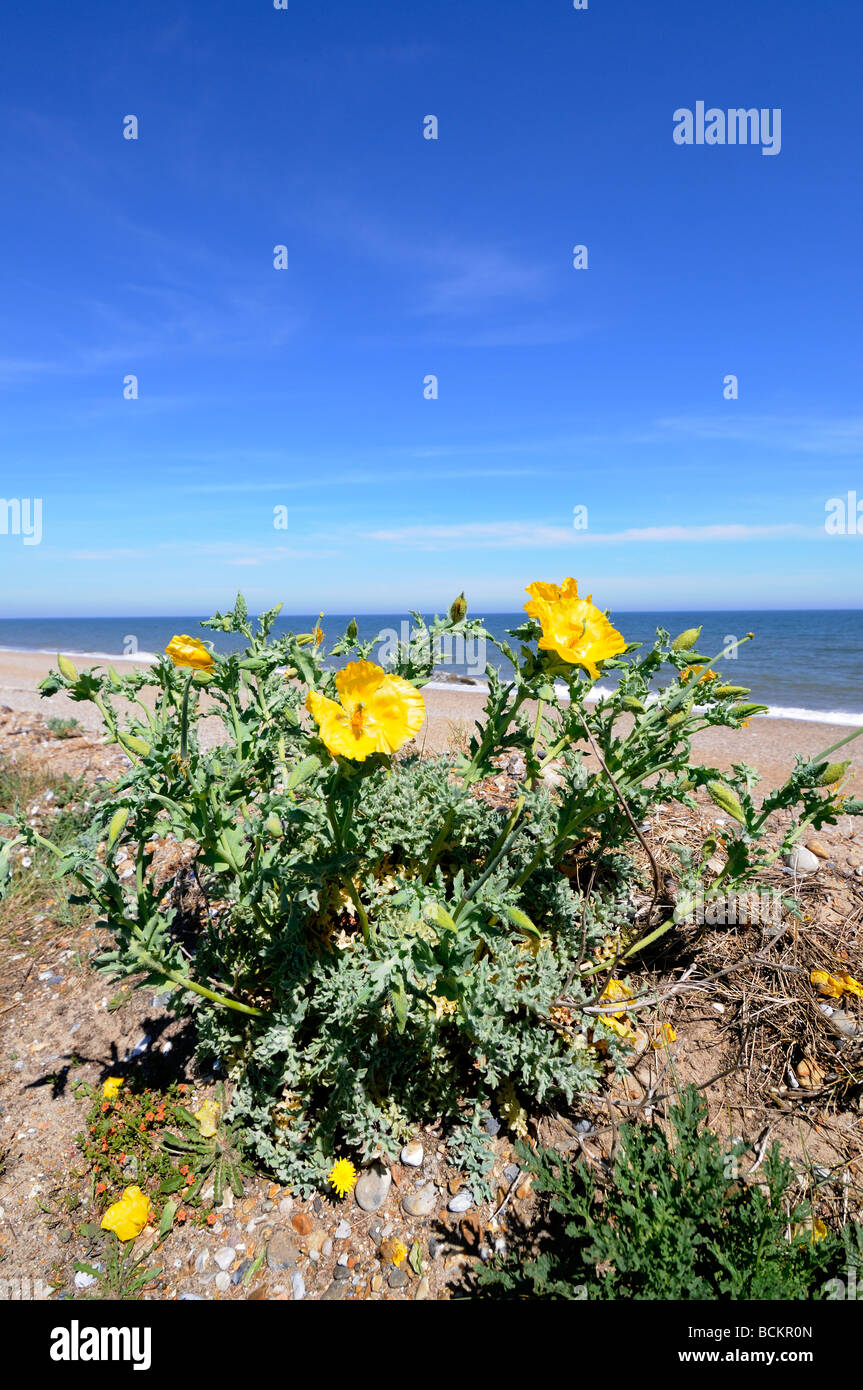 Gelbe gehörnten Mohn Glaucium Flavum auf Küsten wachsen Schindel Ridge Norfolk UK Juni Stockfoto