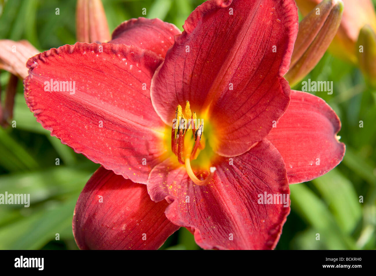 Hemerocallidaceae/Liliaceae Taglilien Hemerocallis "Scarlet Oak". Schöne komplett offene rote Blume in voller Blüte & lange Staubfäden. Stockfoto