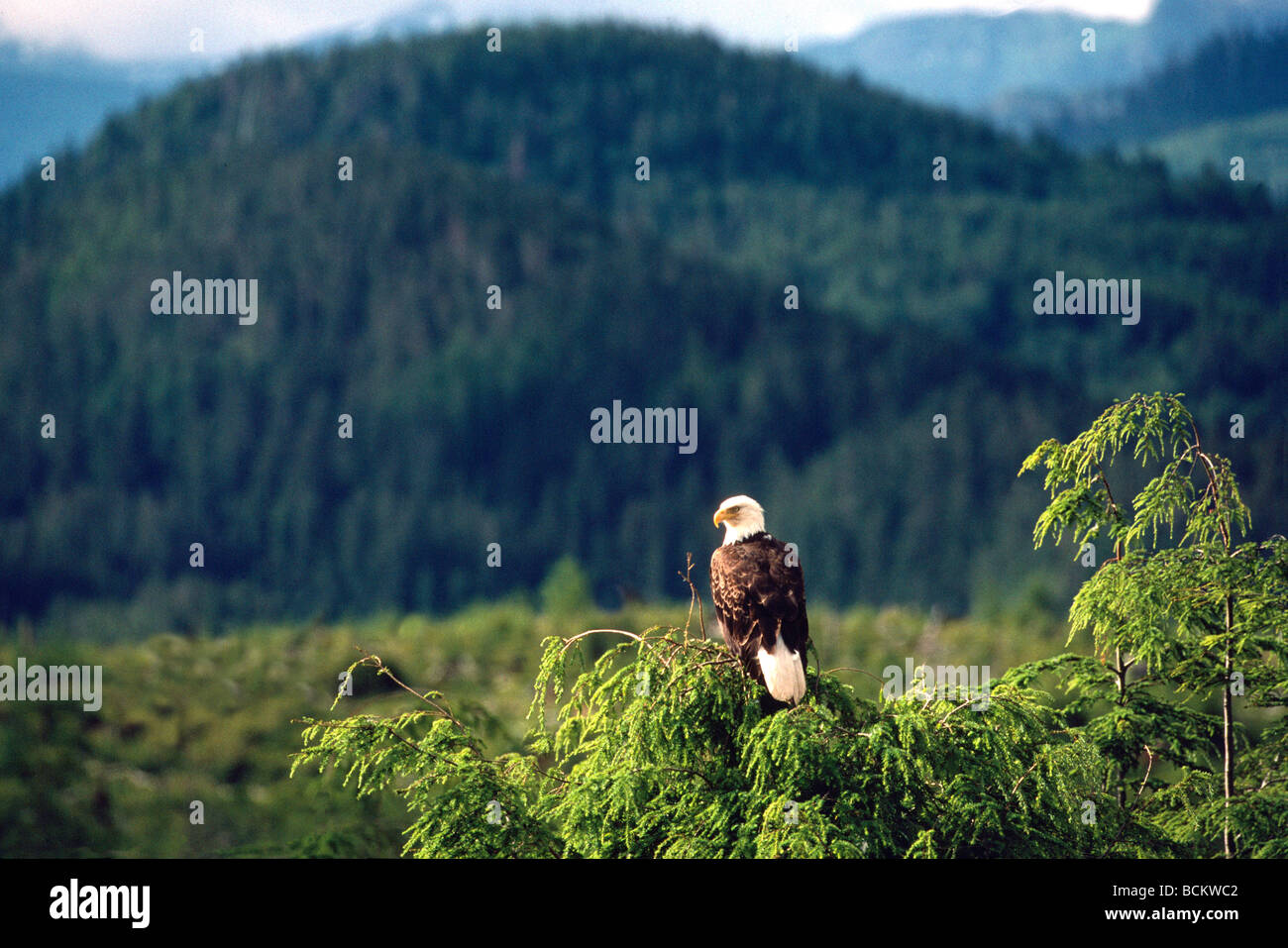 Reife Erwachsene Weißkopf-Seeadler (Haliaeetus Leucocephalus) thront auf einem Ast oben Stockfoto