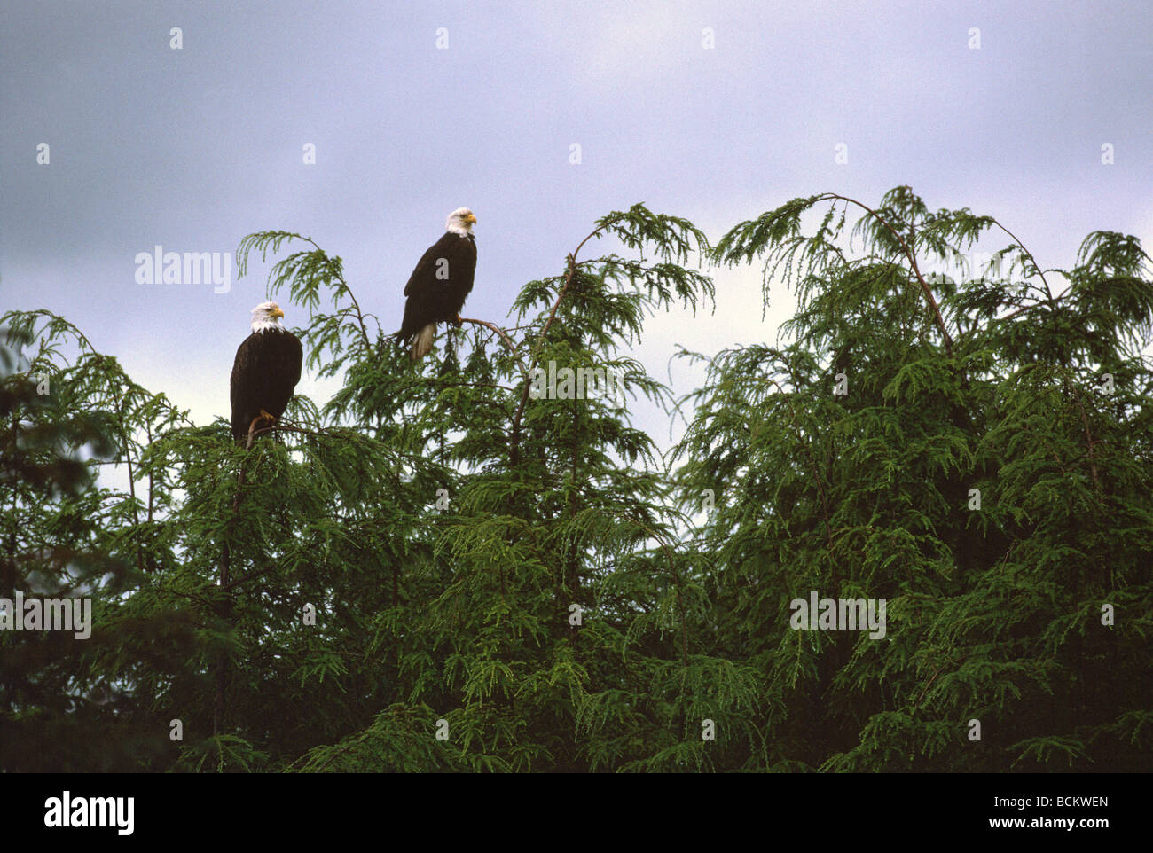 Ein paar der reife Erwachsene Weißkopf-Seeadler (Haliaeetus Leucocephalus) thront auf der Spitze Äste Stockfoto