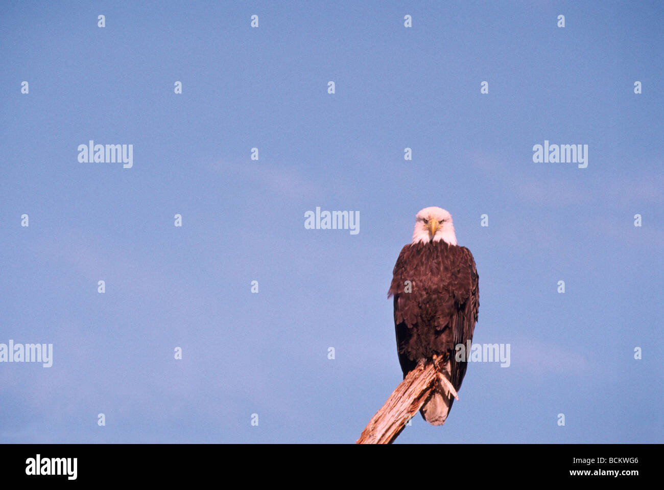 Reife Erwachsene Weißkopf-Seeadler (Haliaeetus Leucocephalus) thront auf einem Baumstumpf Stockfoto
