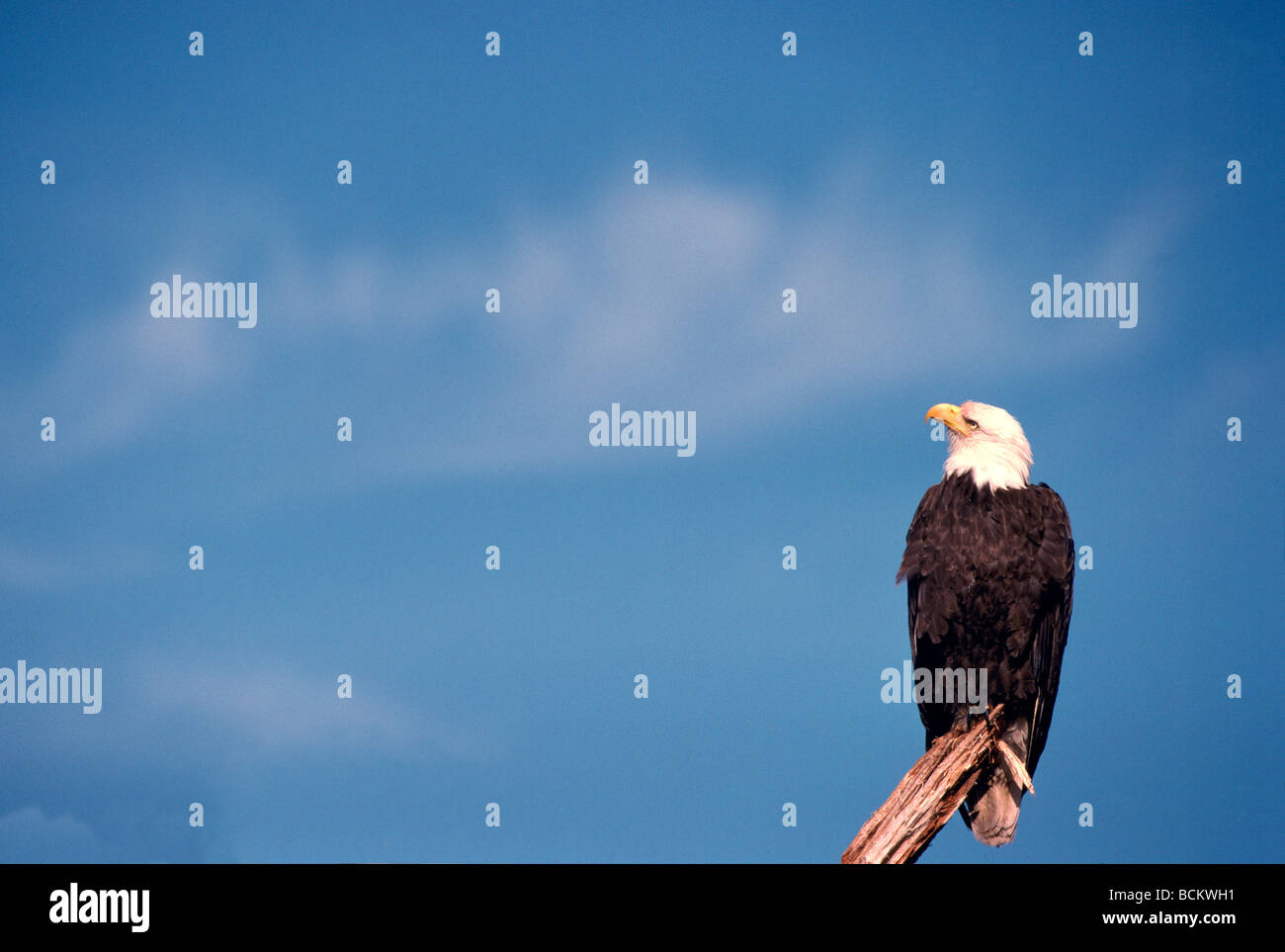 Reife Erwachsene Weißkopf-Seeadler (Haliaeetus Leucocephalus) thront auf einem Baumstumpf Stockfoto