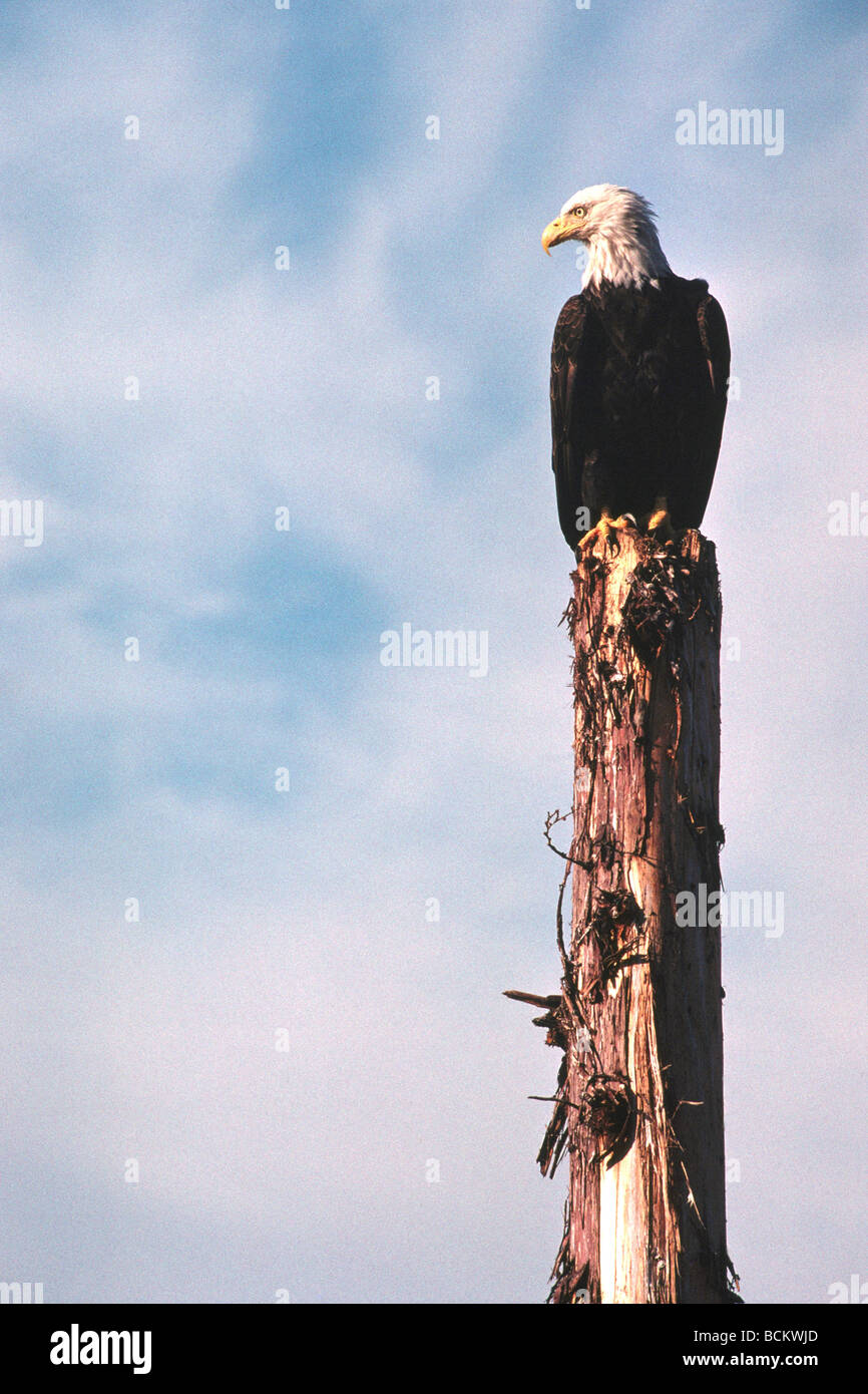 Reife Erwachsene Weißkopf-Seeadler (Haliaeetus Leucocephalus) thront auf einem Baumstumpf Stockfoto