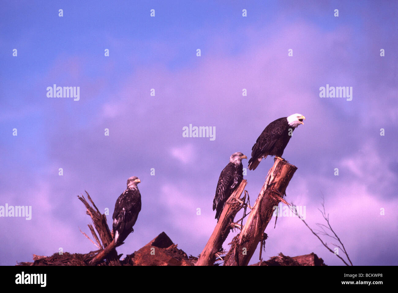 Reife Erwachsene Weißkopf-Seeadler und unreifen jungen Weißkopf-Seeadler (Haliaeetus Leucocephalus) thront auf Baumstümpfe Stockfoto