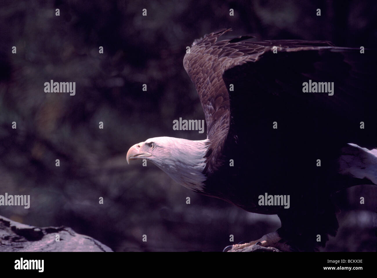 Reife Erwachsene Weißkopf-Seeadler (Haliaeetus Leucocephalus) thront auf einem Baumstumpf und bereit für Take Off Stockfoto