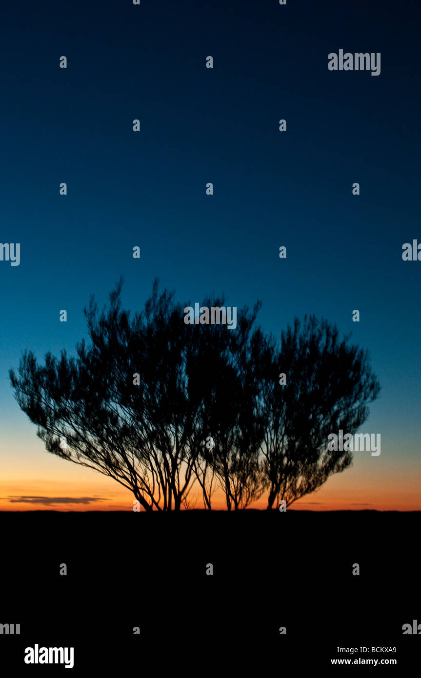 Baum bei Sonnenuntergang im Outback NSW Australia Stockfoto