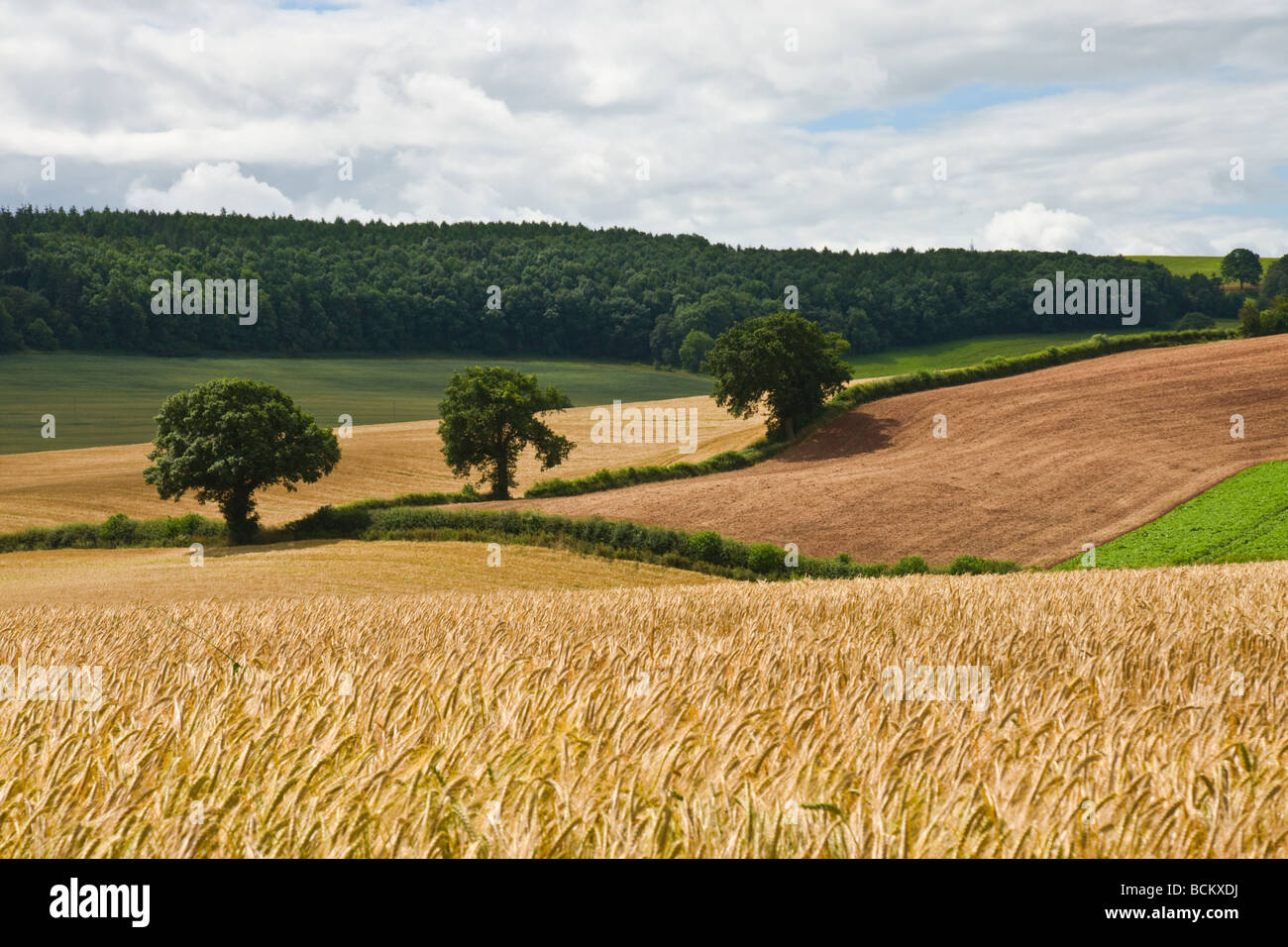 Gerste-Felder in der Nähe von Much Wenlock, Shropshire Stockfoto