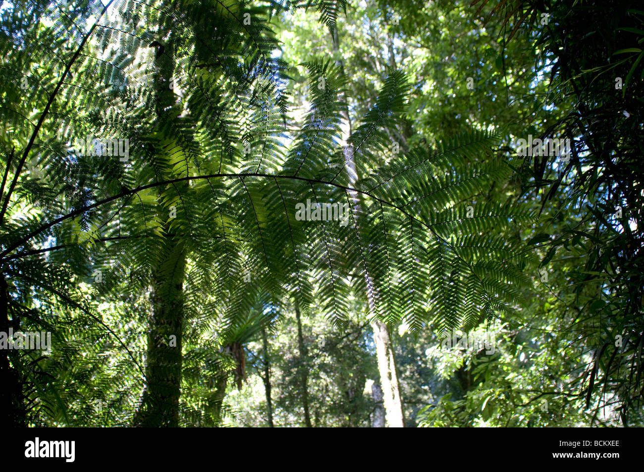Dorrigo National Park Regenwald Bäume NSW Australia Stockfoto