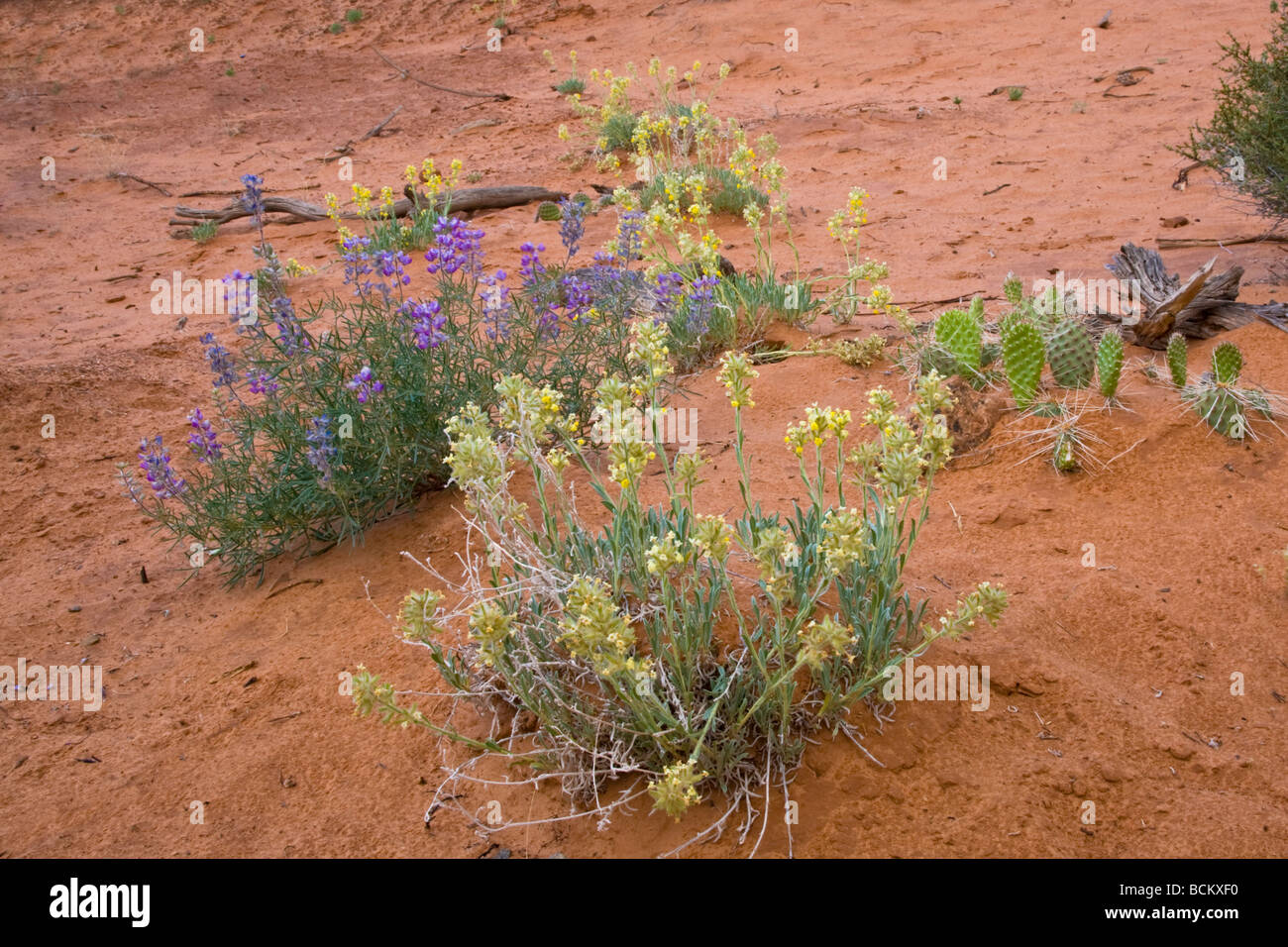 Wildblumenwiese im Canyonlands National Park in Moab Utahj Stockfoto