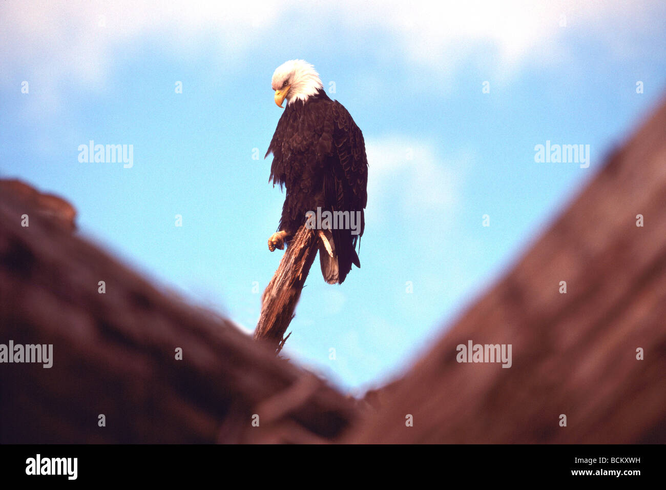 Reife Erwachsene Weißkopf-Seeadler (Haliaeetus Leucocephalus) thront auf einem Baumstumpf Stockfoto