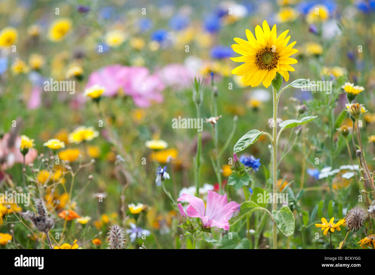 Sonnenblumen und Wildblumen in einen englischen Garten. England Stockfoto