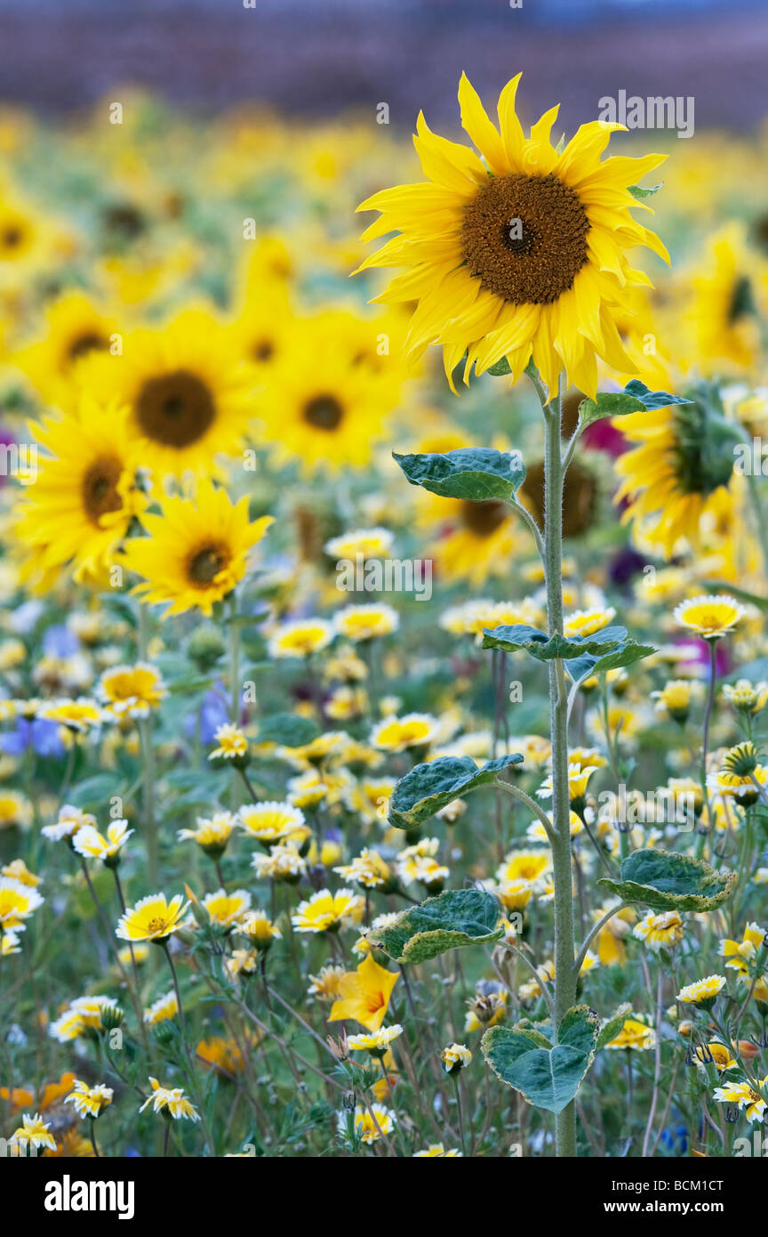 Sonnenblumen und Wildblumen in einen englischen Garten. England Stockfoto