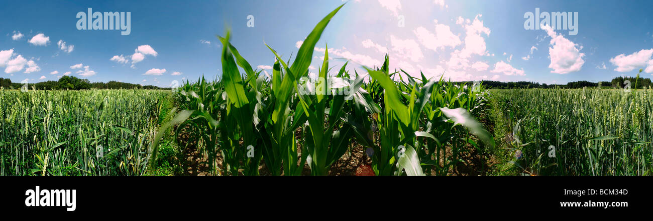 Mais und Weizen wachsen in Feld Stockfoto