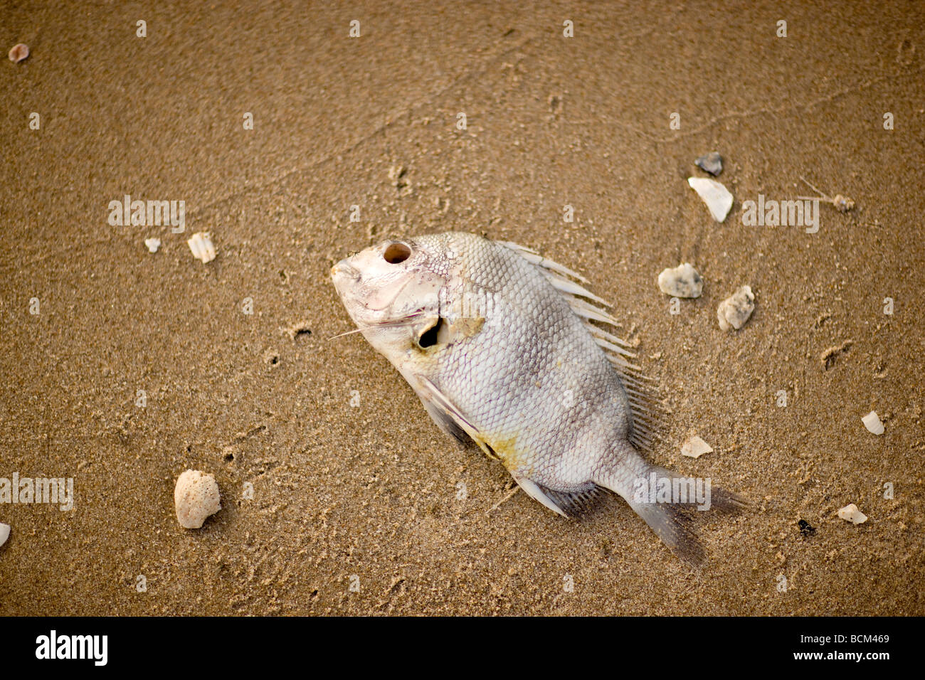 Tote Fische am Strand liegen Stockfoto