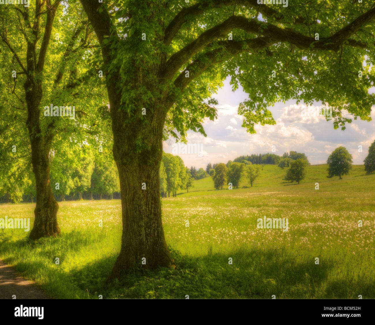 DE - Bayern: Sommer in der Nähe von Herrsching Stockfoto