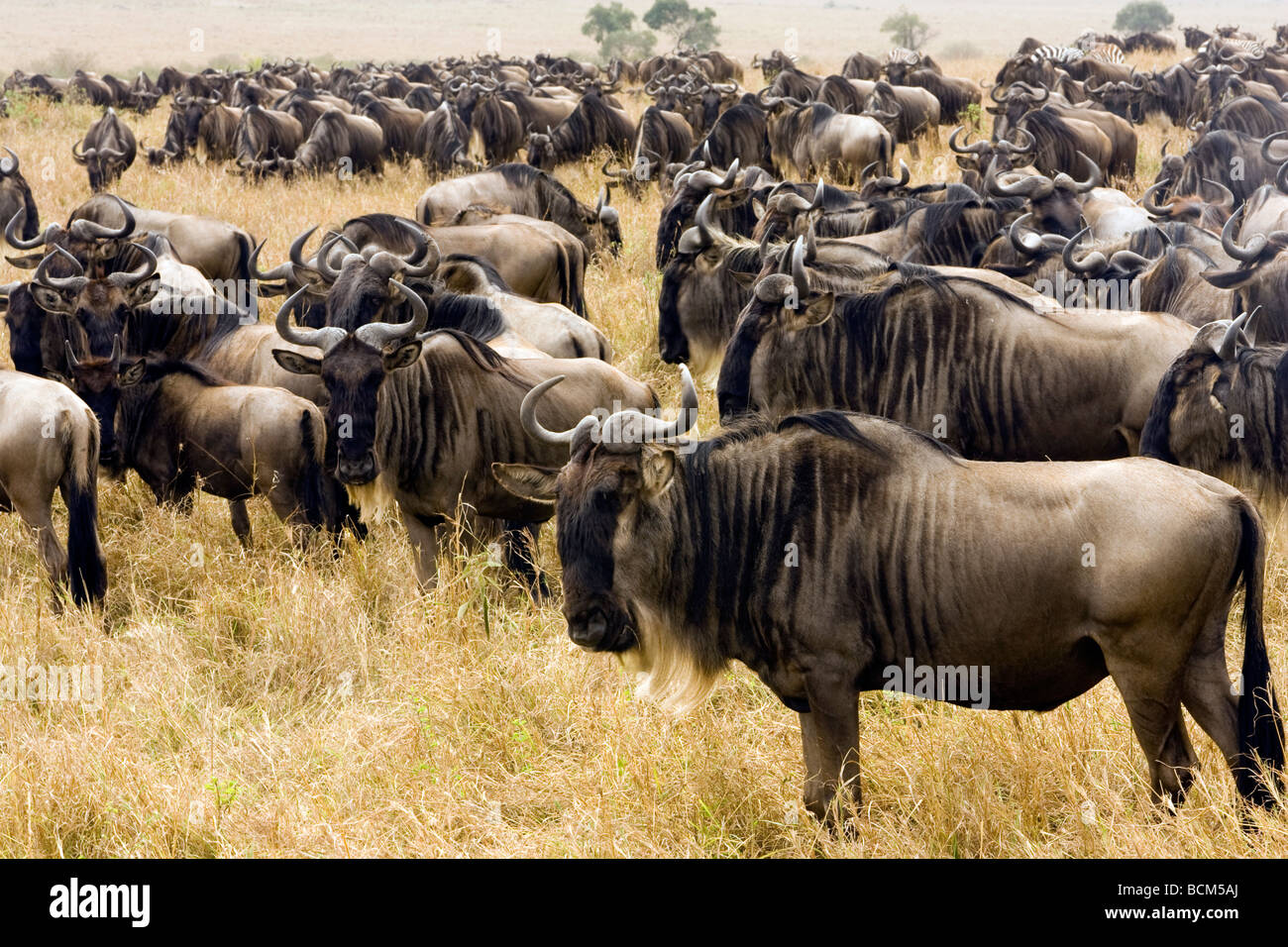 Herde von Gnus - Masai Mara National Reserve, Kenia Stockfoto