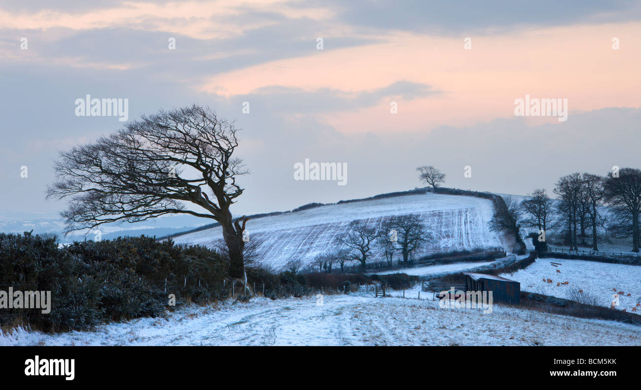 Windgepeitschten Baum auf Raddon Hügel in der Nähe von Crediton Devon England Februar 2009 Stockfoto