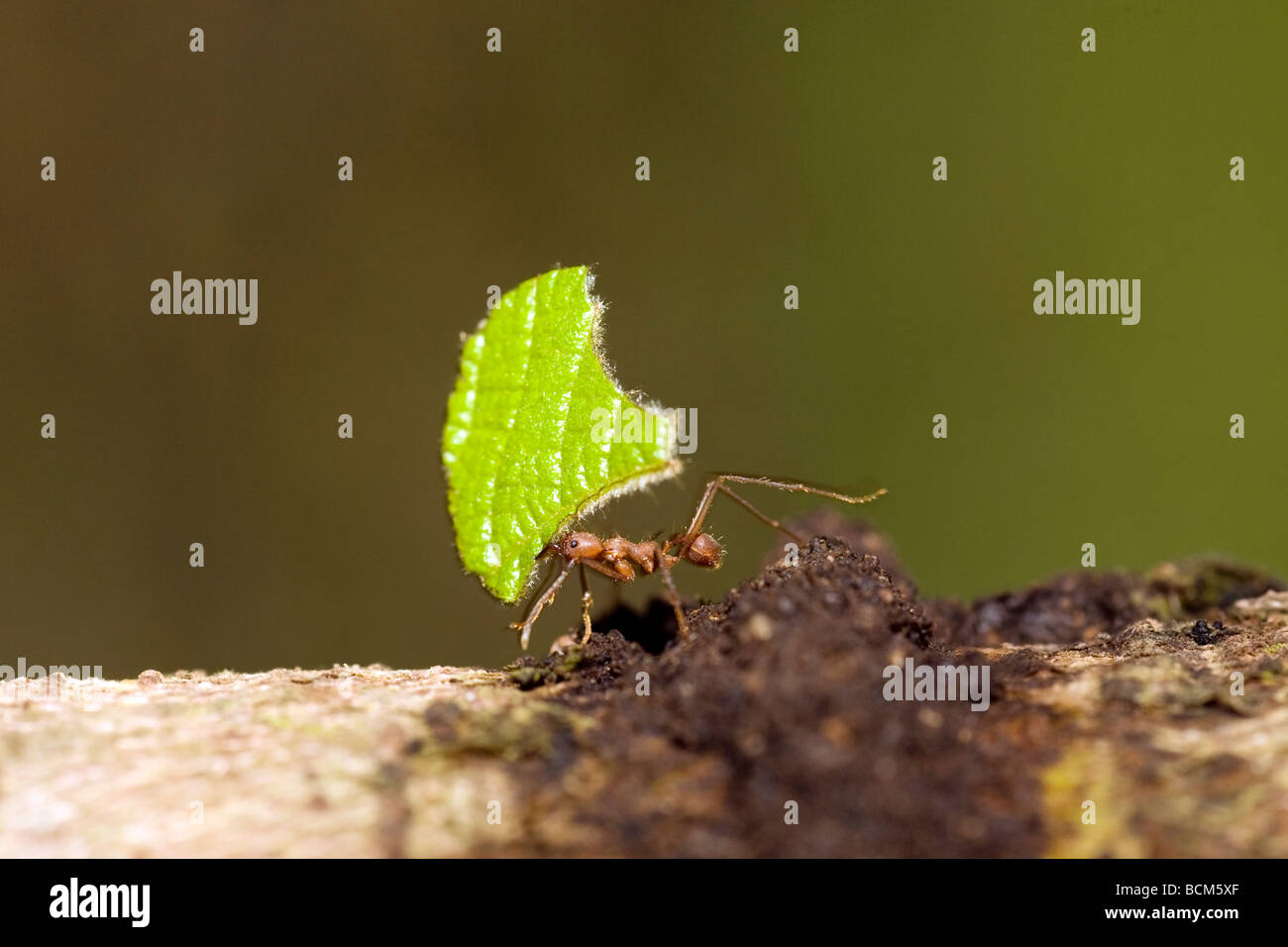 Nahaufnahme der Leafcutter Ameisen tragen Blatt - Halbinsel Osa - in der Nähe von Puerto Jimenez, Costa Rica Stockfoto