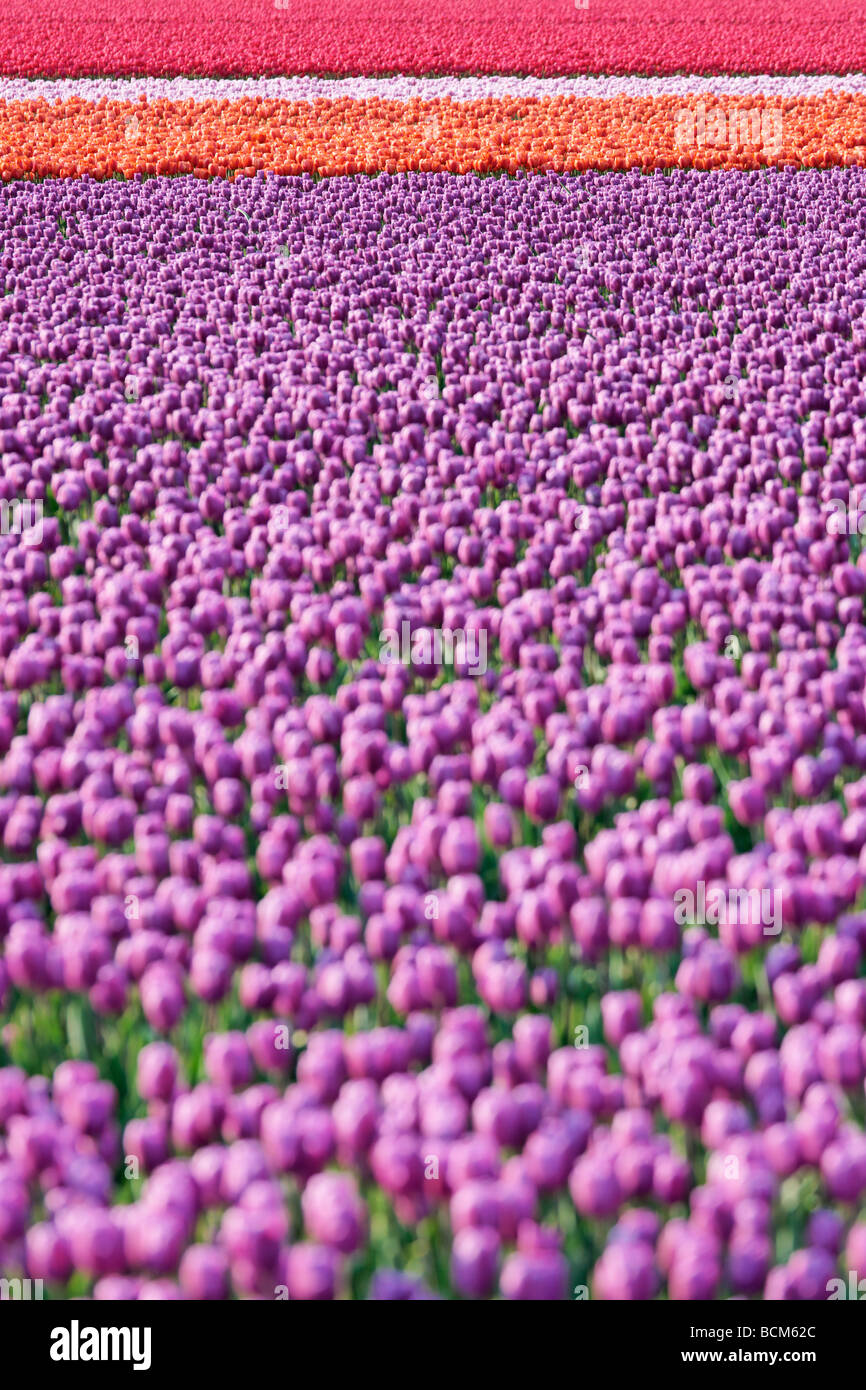 Tulpenfelder der Bollenstreek, Südholland, Niederlande. Stockfoto