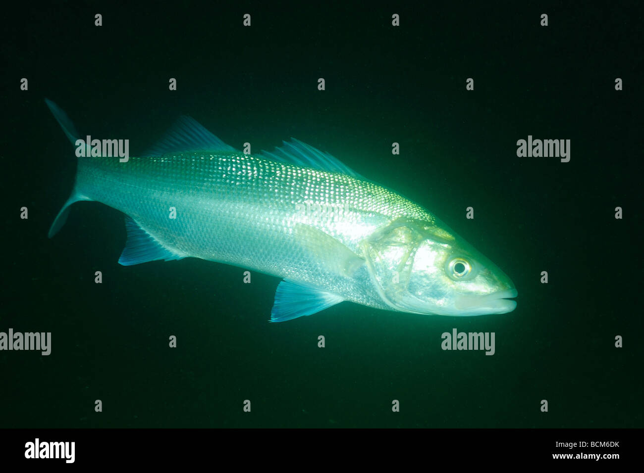 Im östlichen Atlantik Lebender Langer Fisch Fische im nordatlantik -Fotos und -Bildmaterial in hoher Auflösung – Alamy