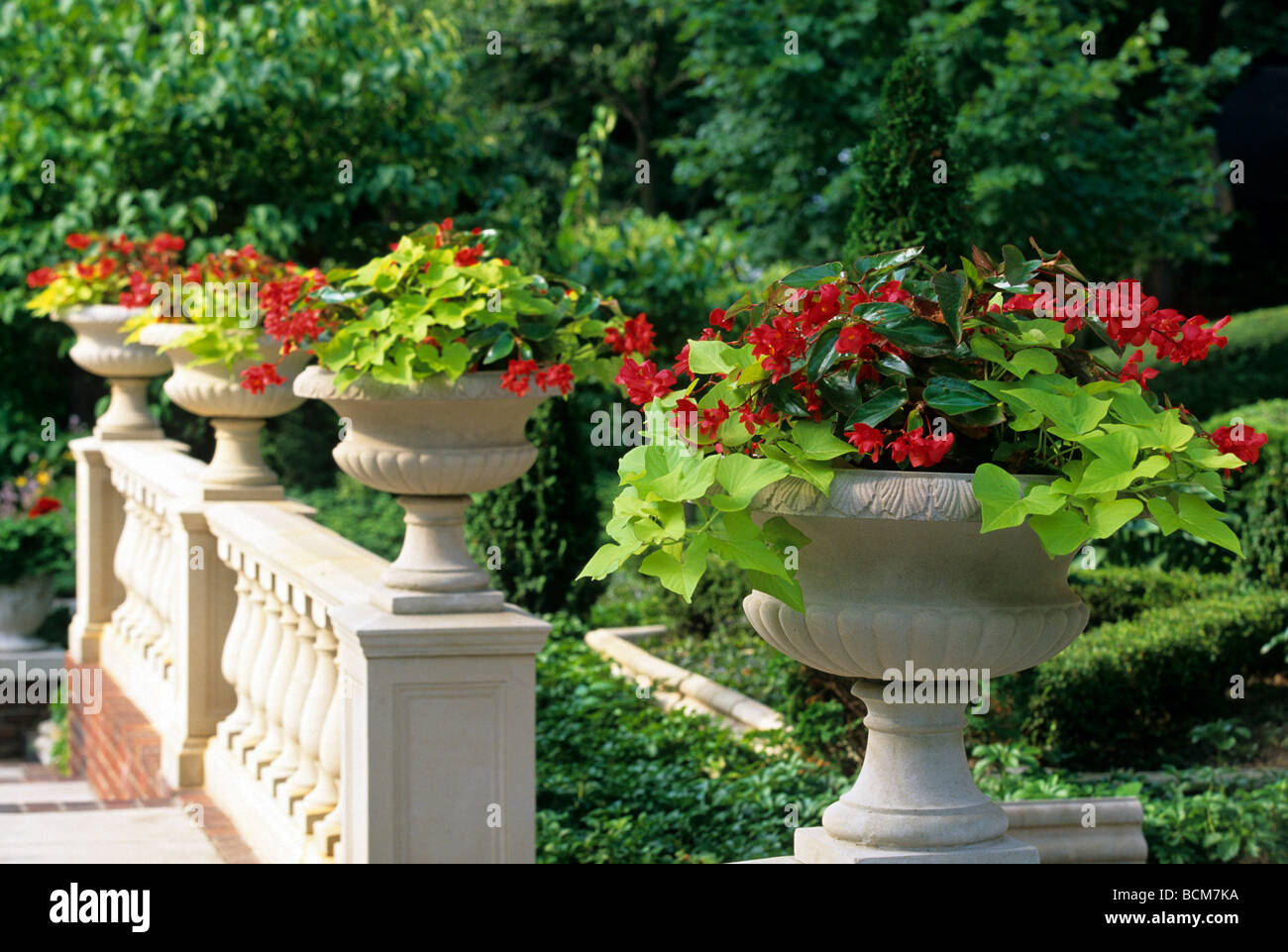 PFLANZER, DIE RANDVOLL MIT SÜßKARTOFFEL-REBE UND DRAGONWING BEGONIEN AUF TERRASSE VON MINNEAPOLIS, MINNESOTA-HAUS. SOMMER. Stockfoto