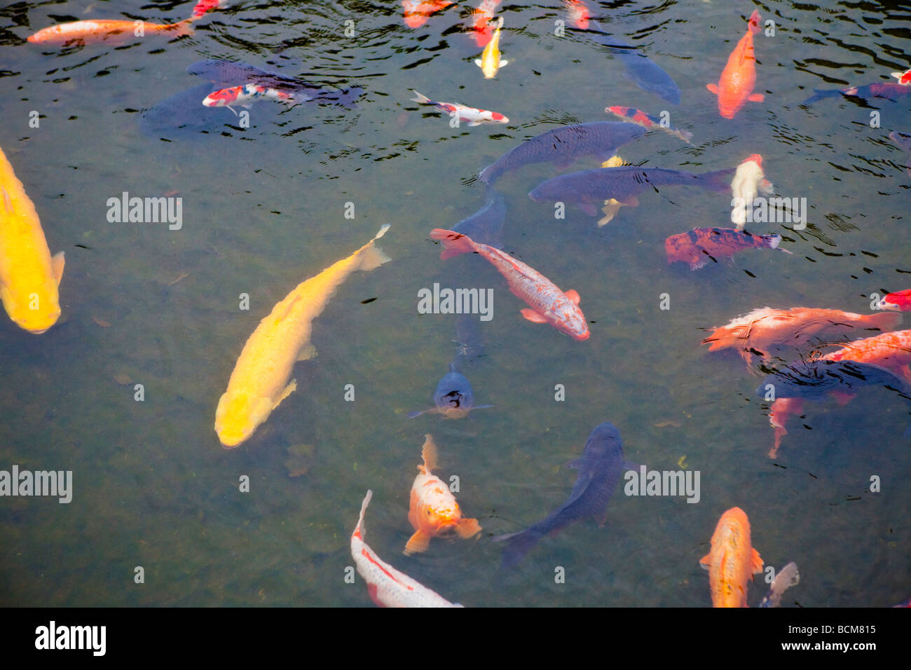 Koi-Karpfen-Teich in Tokio Japan Stockfoto