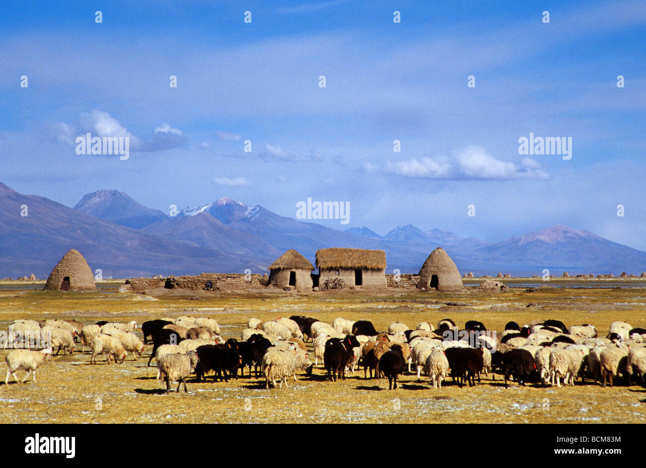 Herde von Schafen, Santa Ana de Chipaya, Bolivien Stockfoto