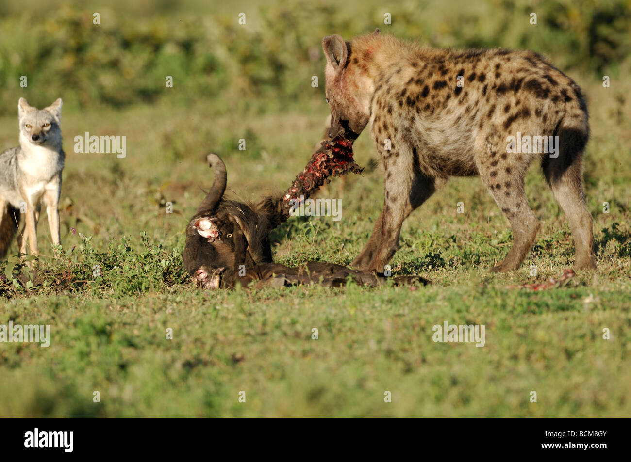 Stock Foto von einem gefleckte Hyäne an einen Kadaver, Ndutu, Tansania, Februar 2009. Stockfoto