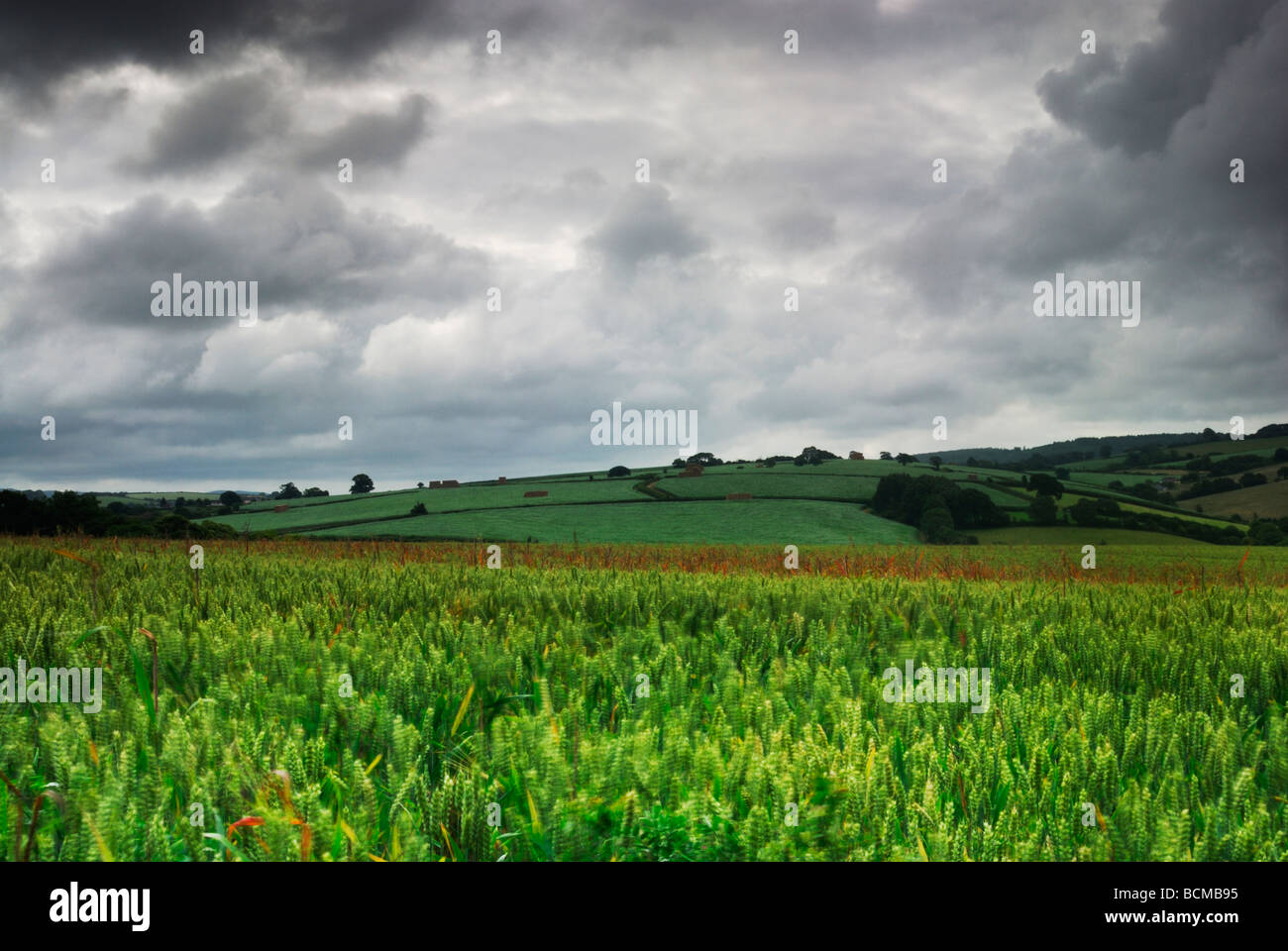 Wheatfields in eine hügelige Landschaft in North Somerset Levels Somerset England UK Stockfoto