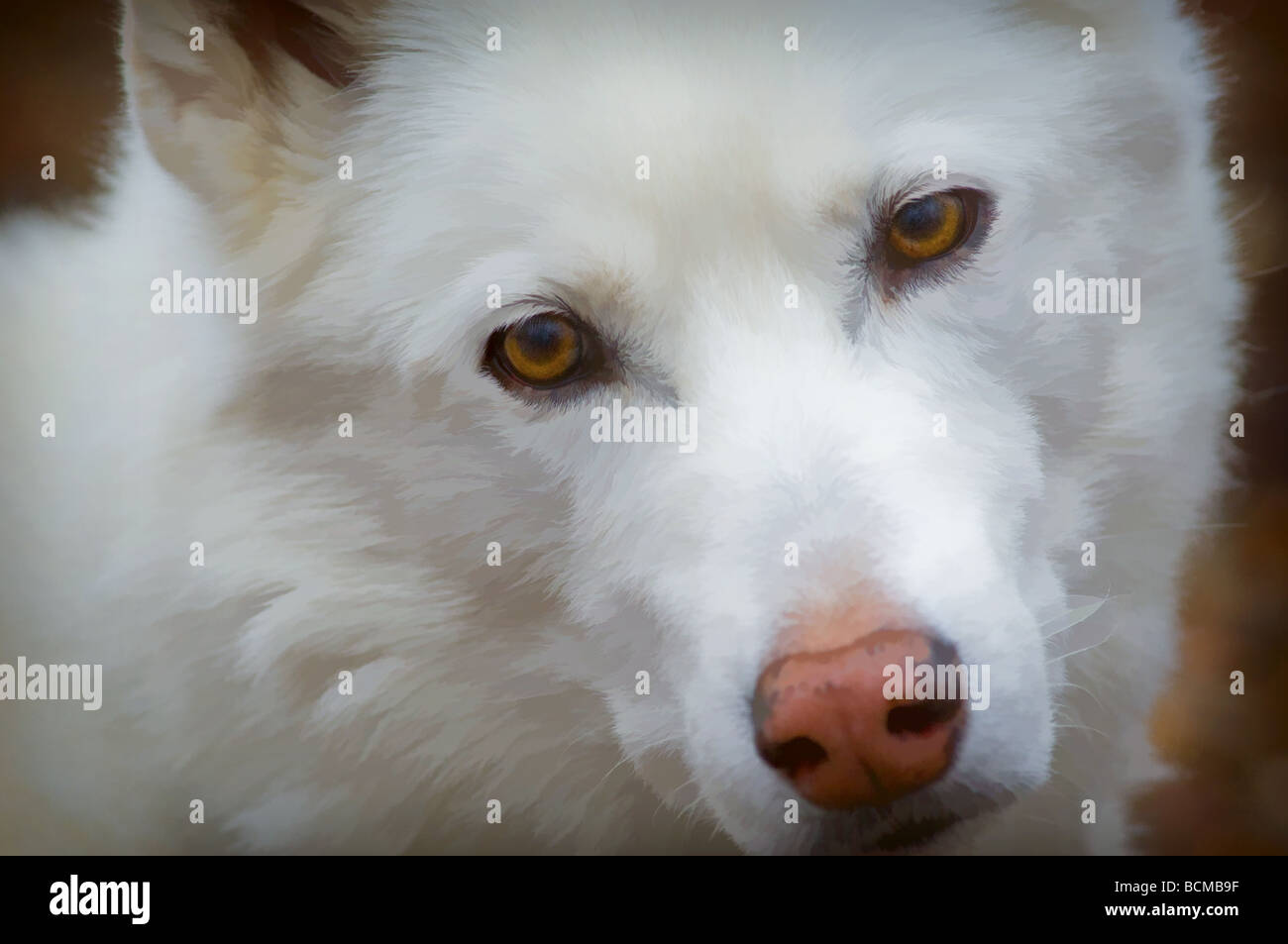 Siberian Husky-Mix mit Kopf drehte in Kamera Stockfoto
