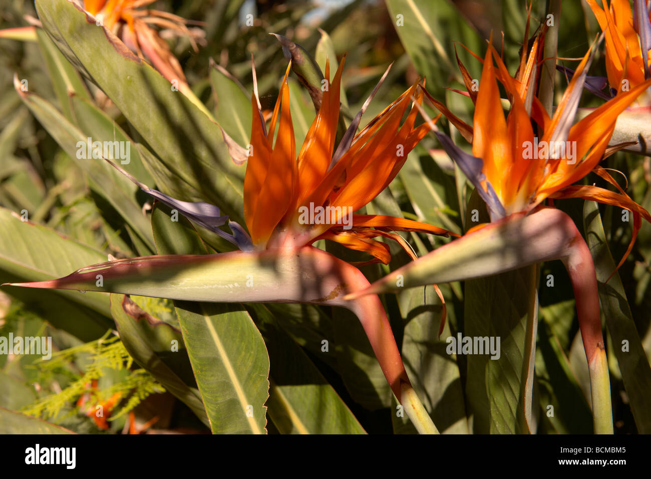 Bird Of Paradiesblumen in den Gärten Trevelyan in Taormina Italien, auch bekannt als der Giardino Trevelyan Stockfoto