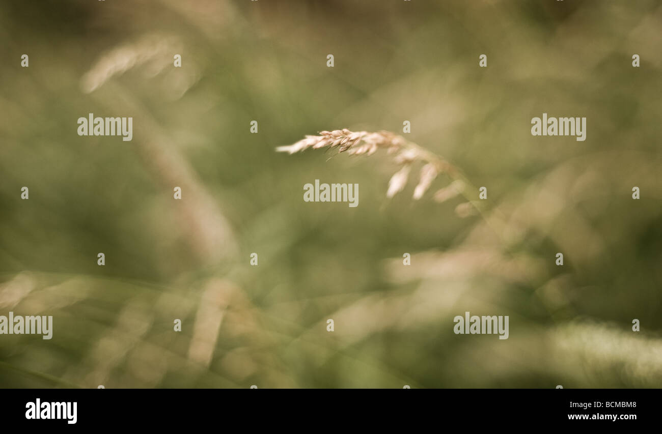 Abstrakte Bilder von Gräsern in einer englischen Sommerwiese. Stockfoto