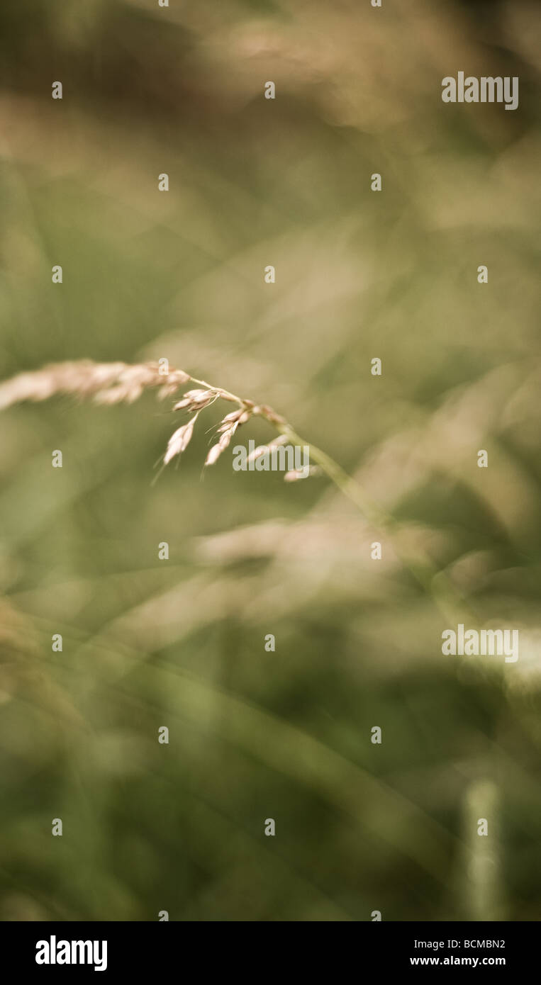 Abstrakte Bilder von Gräsern in einer englischen Sommerwiese. Stockfoto