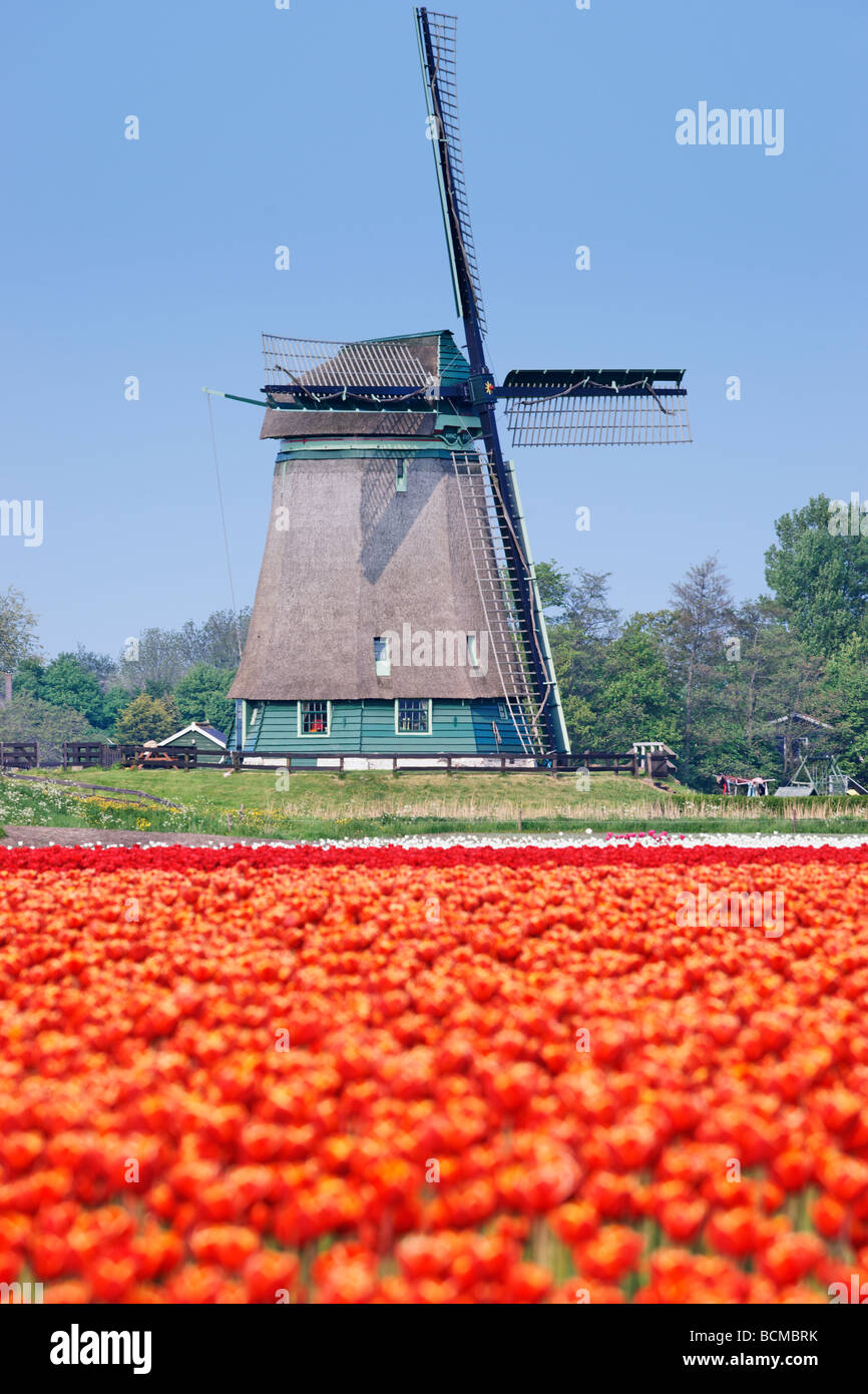 Polder Windmühle und rote Tulpen in der Nähe von Alkmaar, Nordholland, Niederlande. Stockfoto