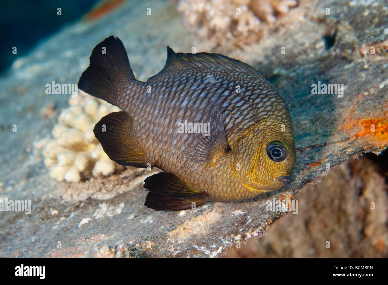 Eine drei-Punkt-Dascyllus rutscht vom Fotografen, da es macht seine "Runden über das Korallenriff. Stockfoto