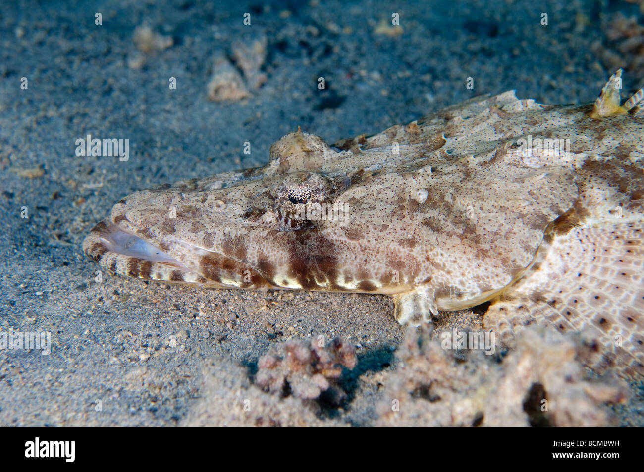 Ein Crocodilefische liegt Camoflaged auf das Ende warten auf Hinterhalt seiner "Beute. Stockfoto