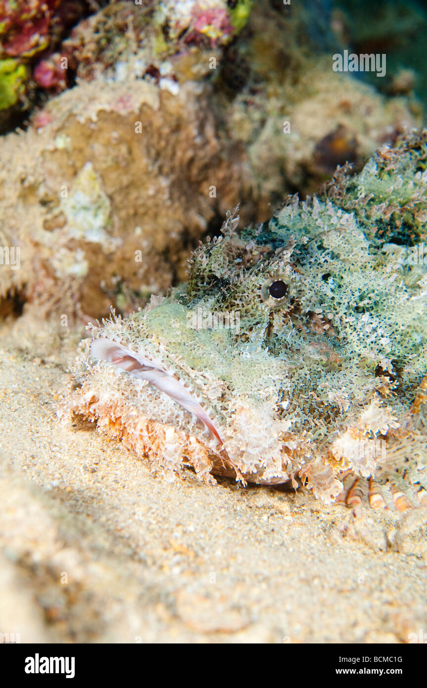 Ein Tasseled Scorpiofish liegt Camoflaged auf der Unterseite wartet auf seine "nächsten Mahlzeit innerhalb Reichweite zu schwimmen. Stockfoto