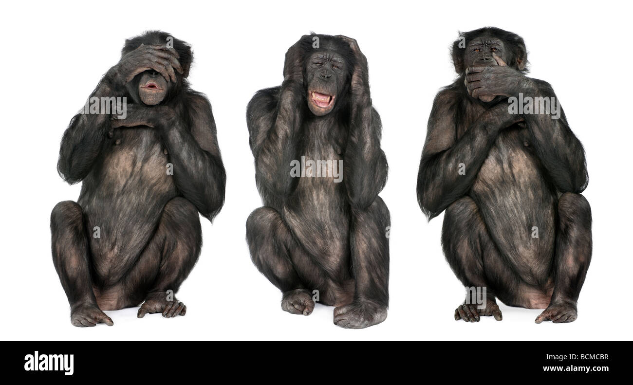 Drei weisen Affen, Schimpansen, Simia Troglodytes, 20 Jahre alt, vor einem weißen Hintergrund Stockfoto