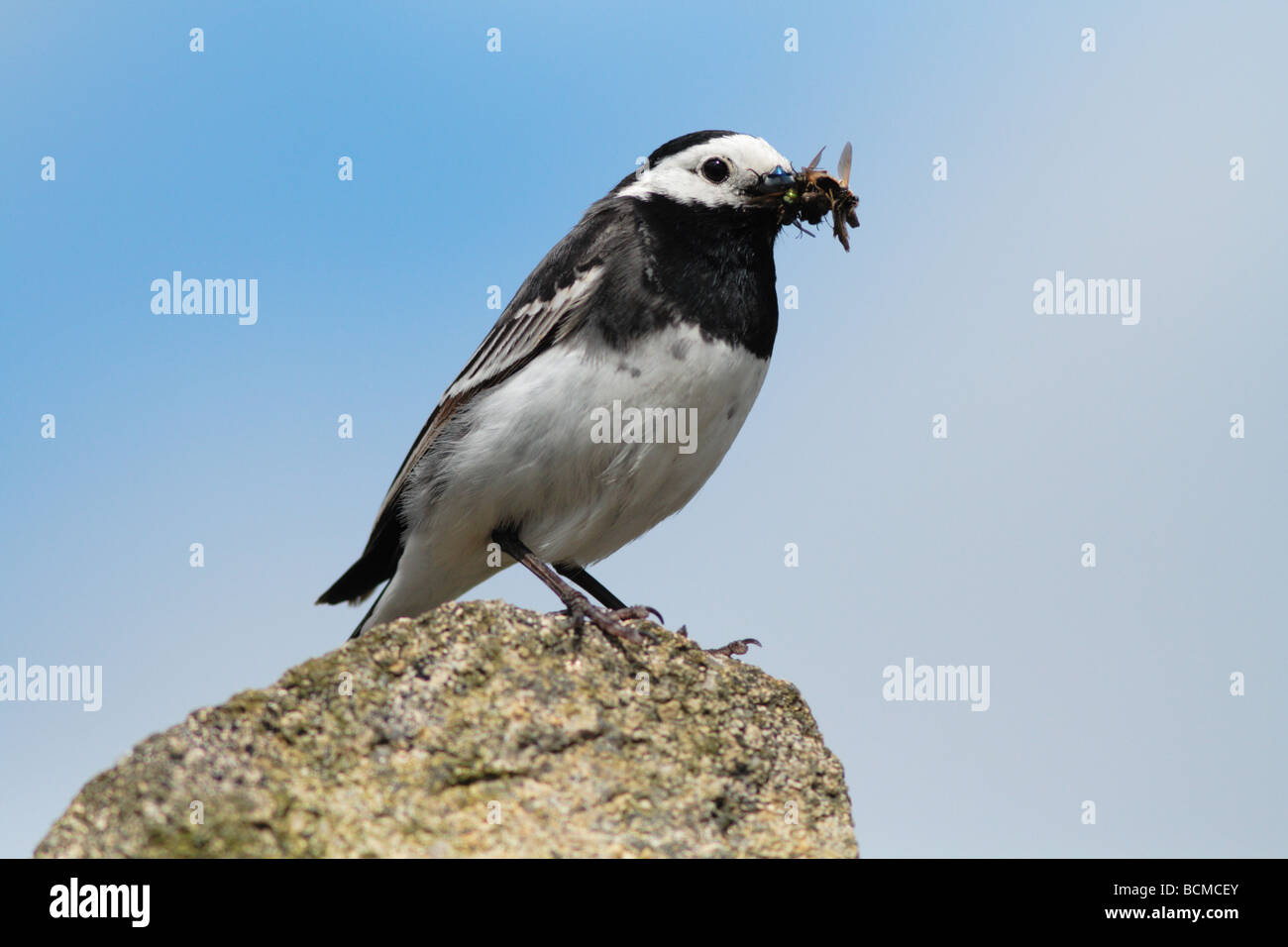 freche Trauerschnäpper Bachstelze auf Barsch. Stockfoto