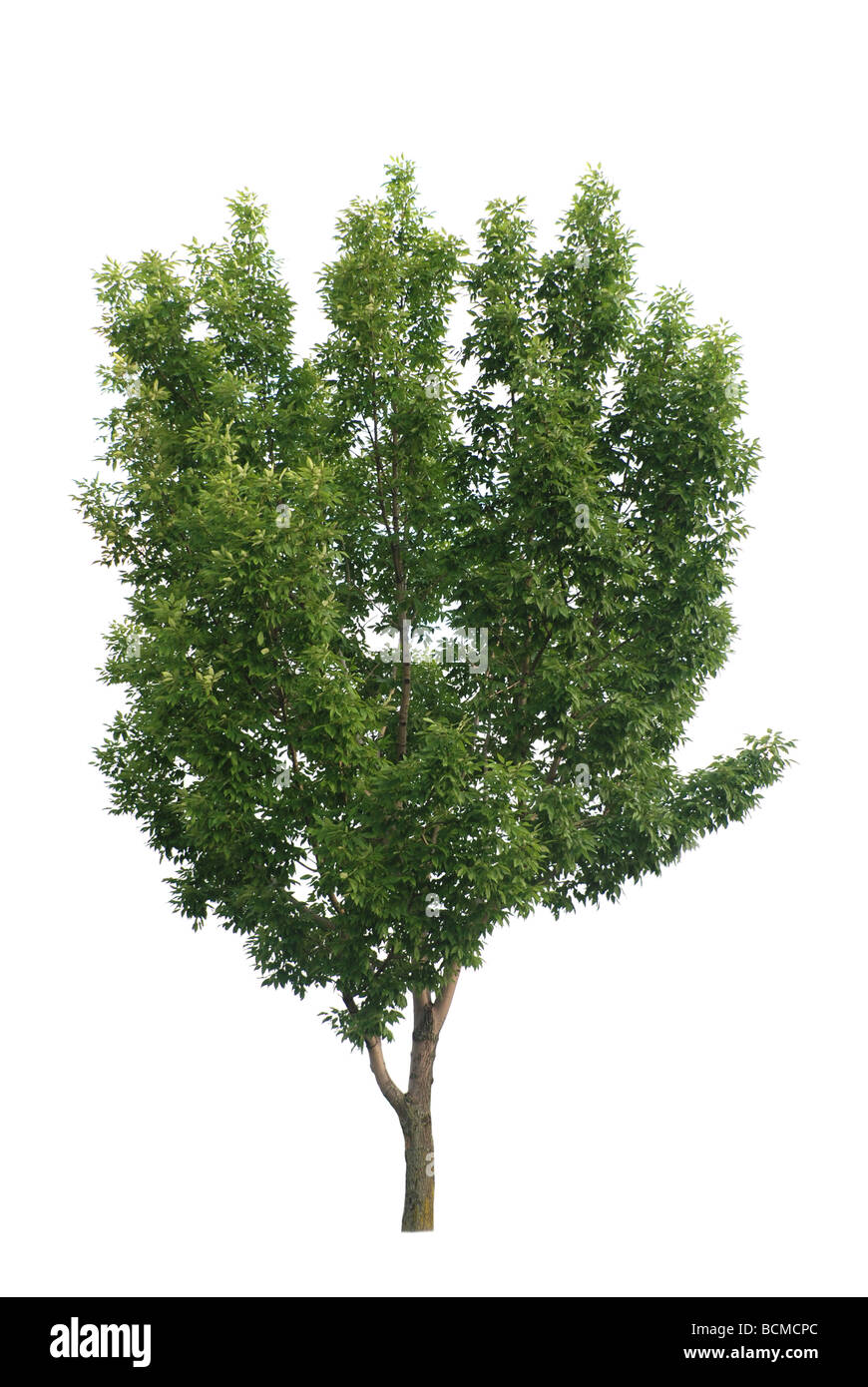 Grüne Blätter Baum isoliert Stockfoto
