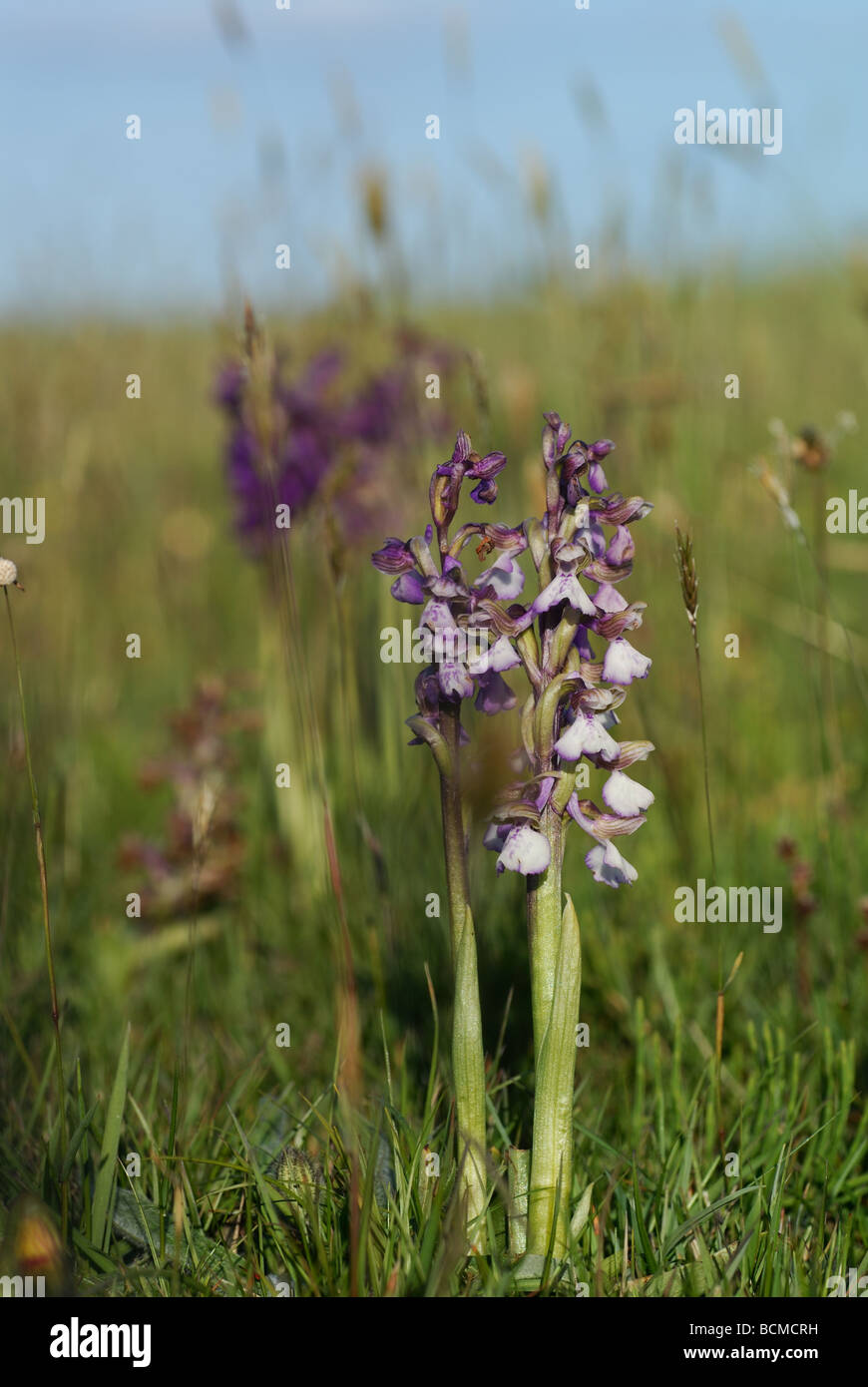Green-winged Orchid / Green-veined Orchid (Anacamptis Morio) Stockfoto
