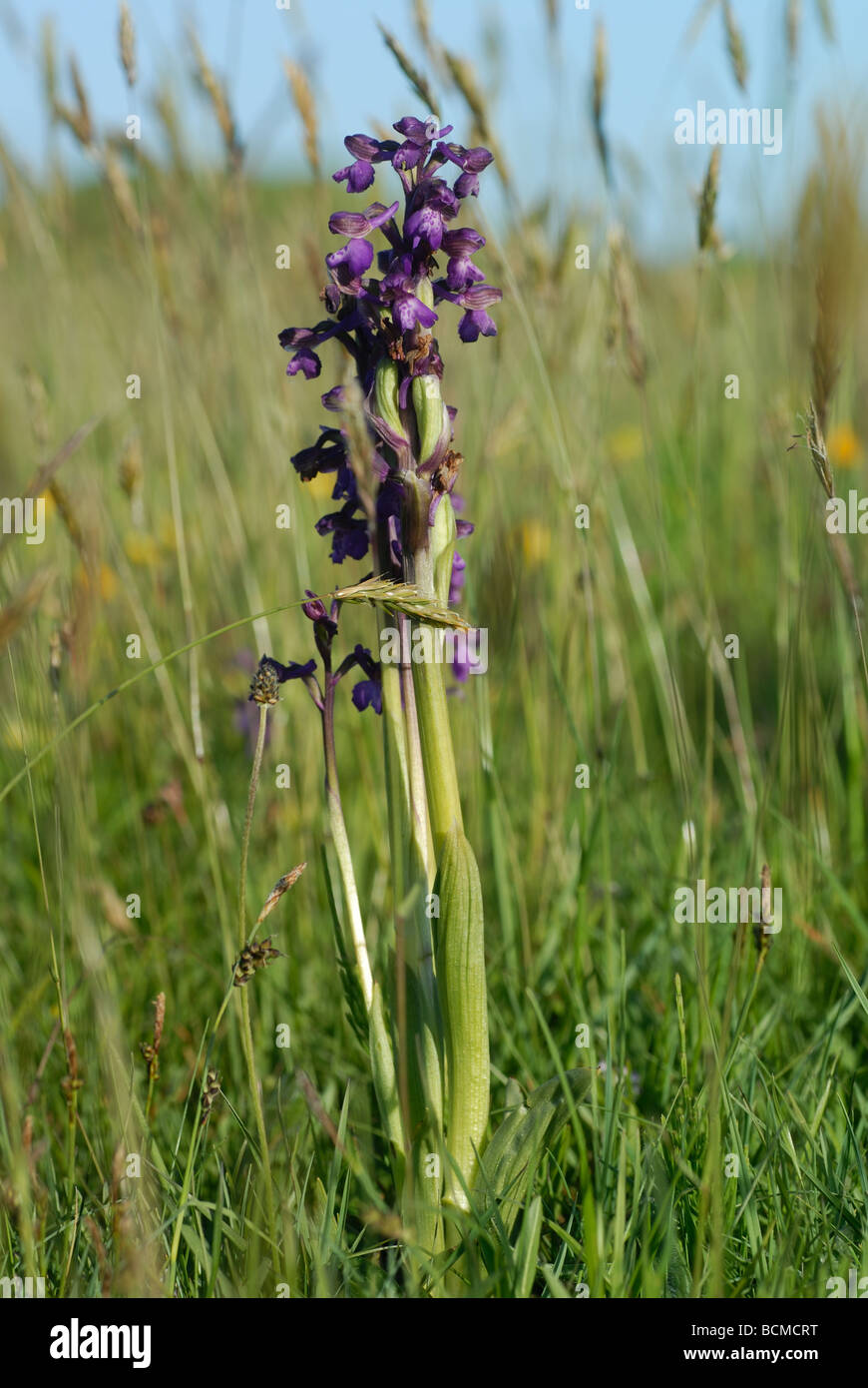 Green-winged Orchid / Green-veined Orchid (Anacamptis Morio) Stockfoto
