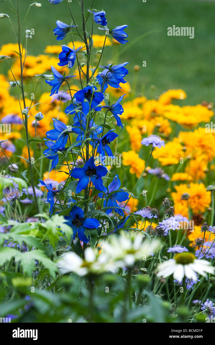 Delphinium Coreopsis und Kegel Blumen Stockfoto